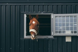 Horse in Barn